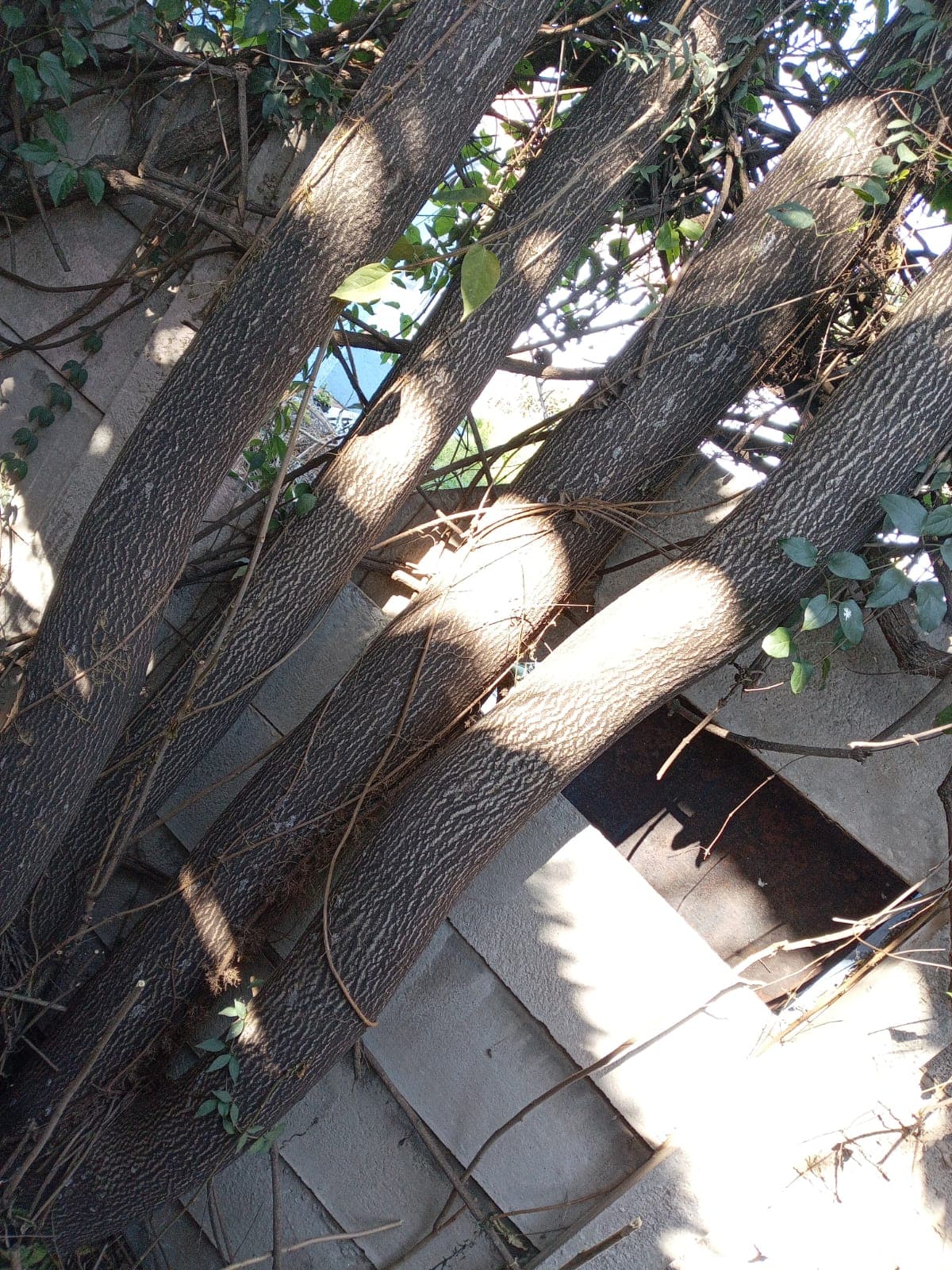 Completed tree removal project