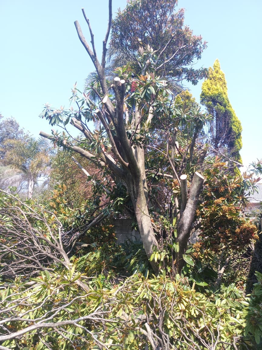 Tree Felling & Removal